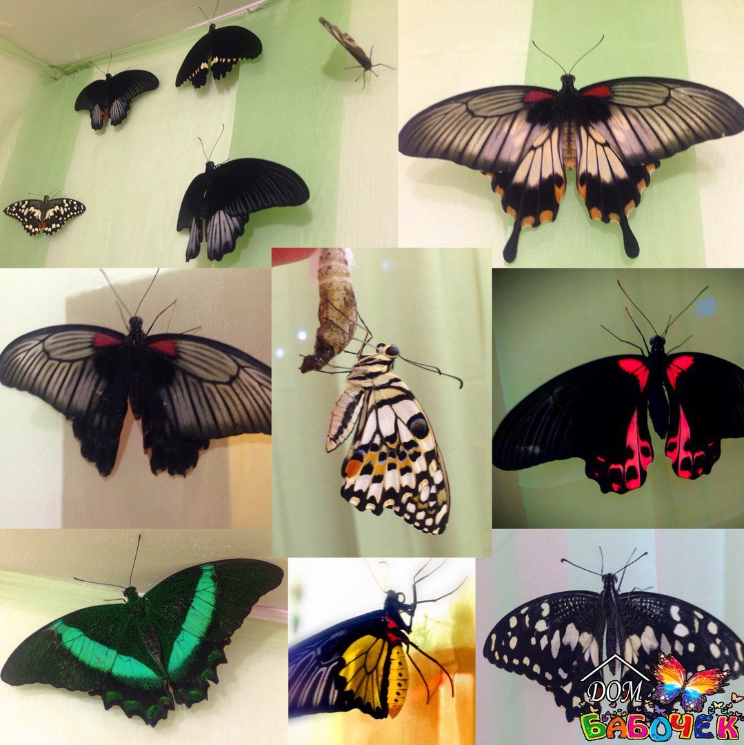 Сколько живут домашние бабочки. Домашние бабочки. Декоративные бабочки живые. Тропические бабочки. Домик для тропических бабочек.